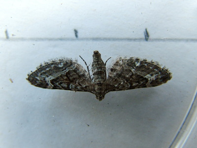 Narrow-winged Pug